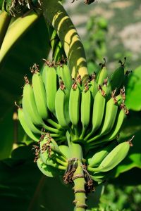 bananas, green, fruits-21686.jpg