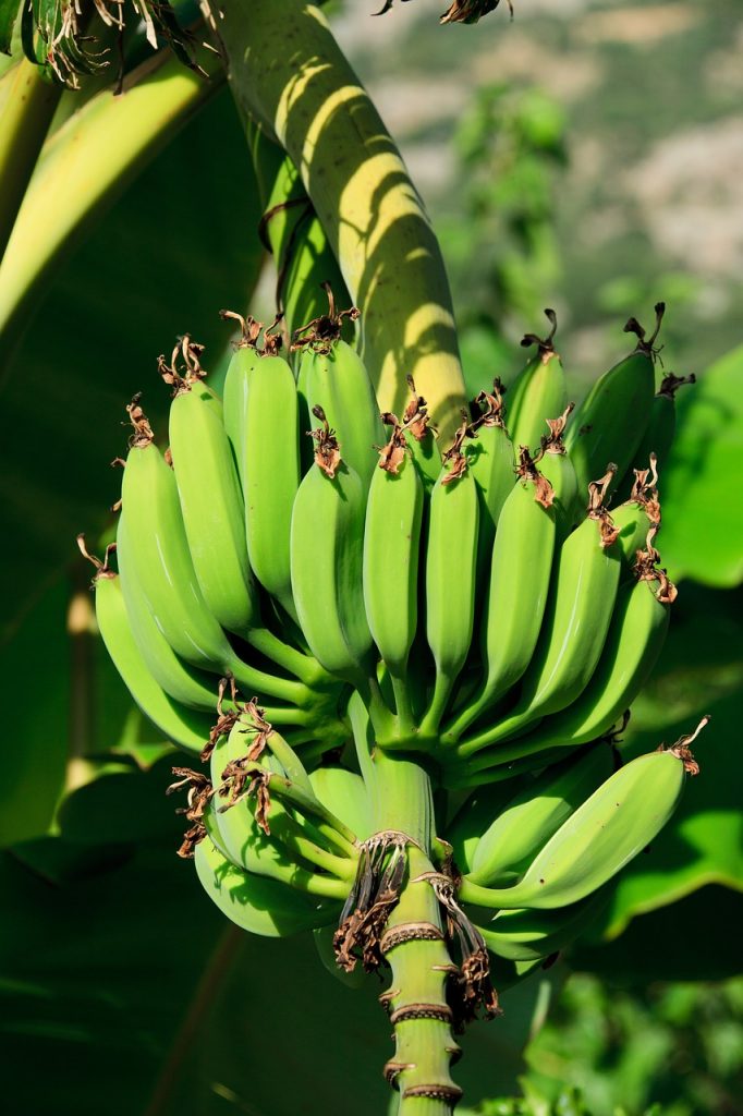 bananas, green, fruits-21686.jpg